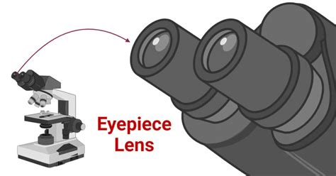 microscope ocular lens|Eyepiece Lens: Definition, Parts, Functions, Care .